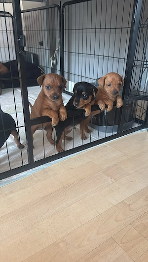 Zwergpinscher Welpen