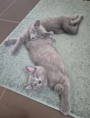 Süsse   Rassen   Kitten 