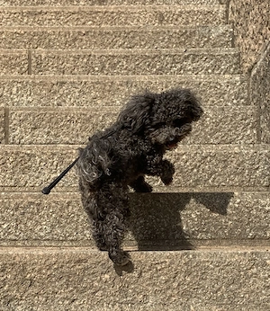 Bolonka Zwetna Rüde als Deckrüde Bild 2