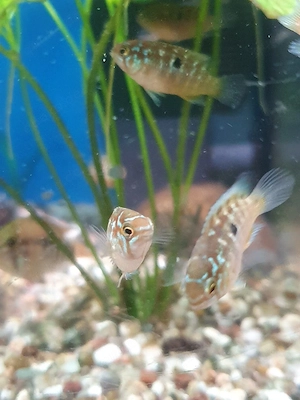 Zwergbuntbarsche,  Ivanacara Bimaculata  Bild 2