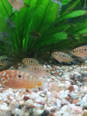Zwergbuntbarsche,  Ivanacara Bimaculata  Bild 3