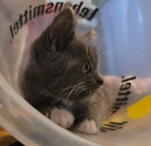 Perser Blh Mix Kitten abzugeben 