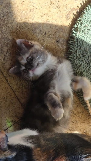 Perser Blh Mix Kitten abzugeben  Bild 5
