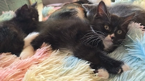 Perser Blh Mix Kitten abzugeben  Bild 2