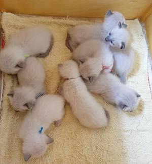 Kitten Thai-Katze ( Siamkatze) reinrassige 