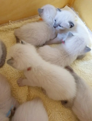 Kitten Siamkatzen (Thai-Katze) reinrassige 