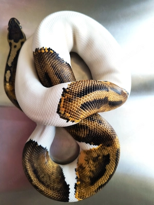 0,1 Pastelpiebald 100% het Ultramel