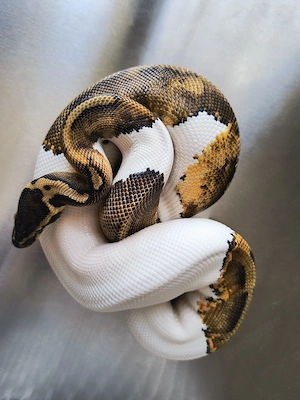 0,1 Pastelpiebald 100% het Ultramel