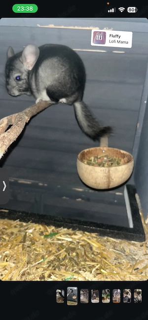 1jähriger Chinchilla (Männchen)