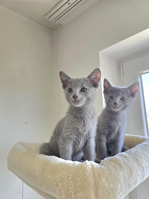 Russisch blau kitten 