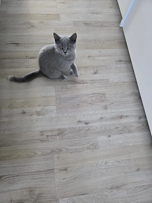 biete hier ein bkh Mädchen  Bild 5