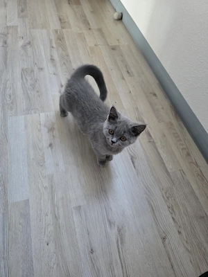 biete hier ein bkh Mädchen  Bild 3