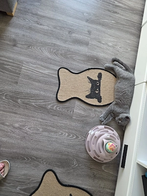 biete hier ein bkh Mädchen  Bild 2