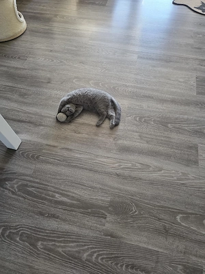 biete hier ein bkh Mädchen  Bild 4