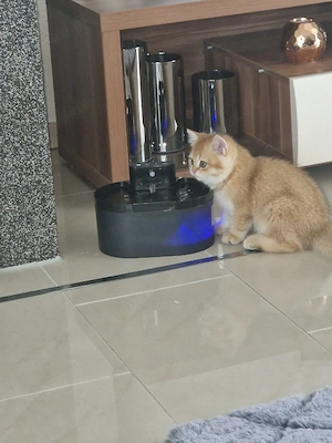 bkh Kitten golden tabby