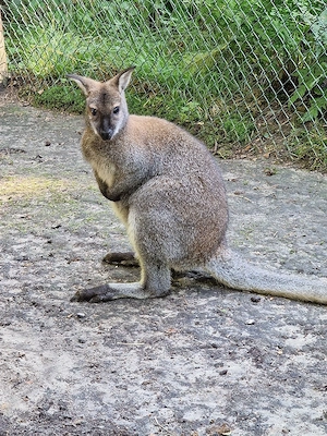 Wallaby Bock abzugeben