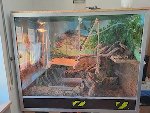 Wasseragame Männlich + Terrarium und Ausstattung