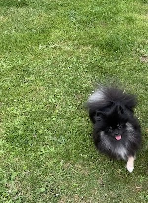 Liebevolle Pomeranian Zwergspitz Hündin zu verkaufen! Bild 2