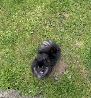 Liebevolle Pomeranian Zwergspitz Hündin zu verkaufen! Bild 5
