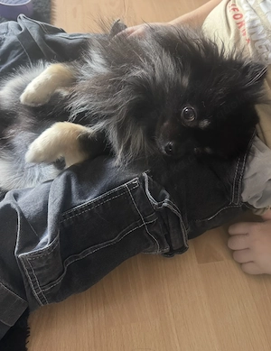 Liebevolle Pomeranian Zwergspitz Hündin zu verkaufen! Bild 4