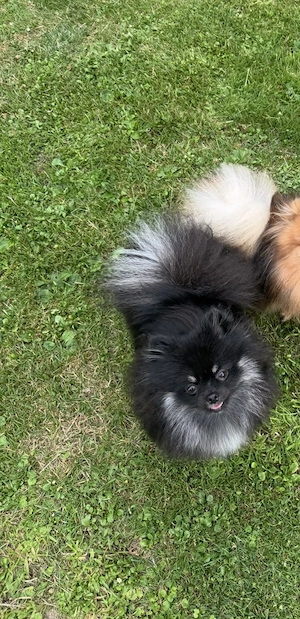 Liebevolle Pomeranian Zwergspitz Hündin zu verkaufen! Bild 3