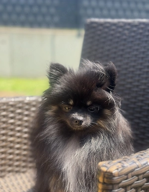 Liebevolle Pomeranian Zwergspitz Hündin zu verkaufen!