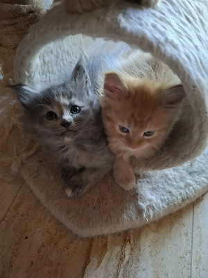 Niedliche Maincoon Babys  Bild 7