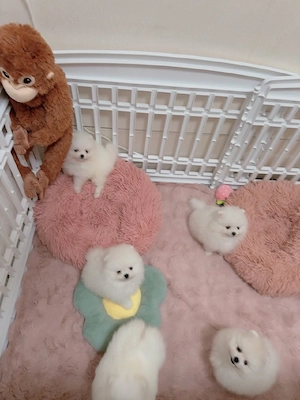 Pomeranian-Welpen verfügbar