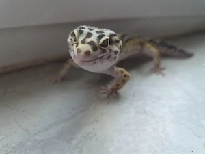 Leopardgecko 1.0 Ms Bold Jungle Bild 5