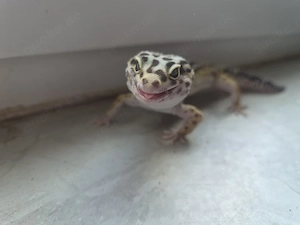 Leopardgecko 1.0 Ms Bold Jungle Bild 4