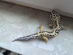 Leopardgecko 1.0 Ms Bold Jungle Bild 6