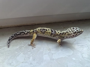 Leopardgecko 1.0 Ms Bold Jungle Bild 2