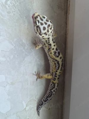Leopardgecko 1.0 Ms Bold Jungle Bild 7
