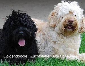 Goldendoodle - Welpen mit Abstammungsnachweis !