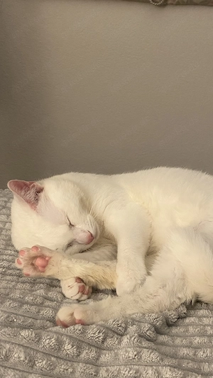 Junge katze Simon