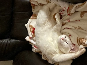 Junge katze Simon Bild 4