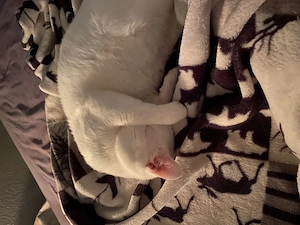 Junge katze Simon Bild 3