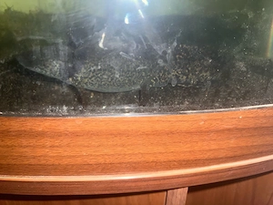 axolotl mit aquarium 