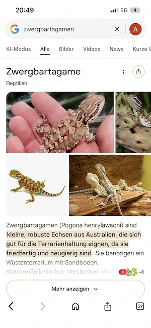 Suche Zwergbartagame 