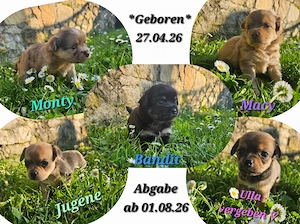 Wunderschöne Sport "Chihuahua" Welpen - vom Hundetrainer (mit Ausbildung & Zubehör)