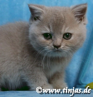 Britisch Kurzhaar-BKH Katzenbaby in fawn golden torbie ticked