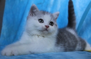 Britisch Kurzhaar-BKH  Kater(chen) in blue silver tabby spotted-white 