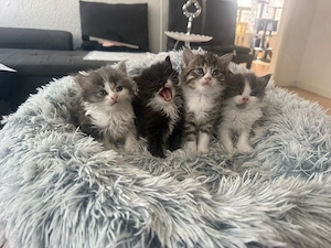 Süße flauschige Babykatzen suchen ein Zuhause