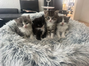 Süße flauschige Babykatzen suchen ein Zuhause
