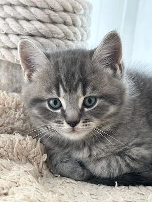 BKH Black Silber Tabby(Marmor)&Grau Whiskas Muster