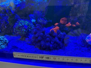 Meerwasser Koralle Stylophora Milka