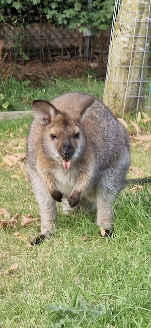 Bennett kängurus 