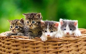 Suche Katzenbaby Kitten für sofort