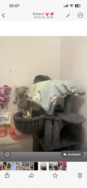 1 Katzenpärchen sind 7 Monate alt 