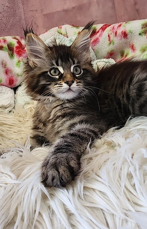 =^..^=Traumhaft schöne Maine Coon kitten mit Stammbaum aus seriöser Zucht =^..^=